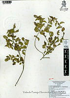 YPH0030 Acalypha indica.jpg
