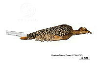 ME006 Aves 0667 Crypturellus cinnamomeus.jpg