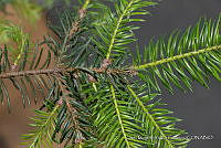 IMDOC 4819 Abies religiosa.jpg