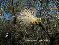 JAdNV0067 Pseudobombax ellipticum.JPG