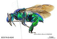 ME006 Abejas 0107 Exaerete frontalis (Gue_rin-Meneville, 1845).jpg