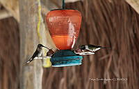 FBA0954 Doricha eliza.jpg