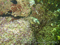 JCCC0083 Muraena lentiginosa.jpg