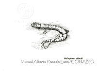 MARL0103 Bolitoglossa alberchi.jpg