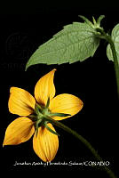 Huitz 2106 Bidens laevis.jpg