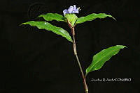 Yolox 2057 Commelina erecta.jpg