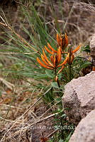 CGL5360 Erythrina leptorhiza.jpg