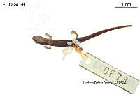 ME006 herp SCLC 0217 Dendrotriton megarhinus - (Rabb, 1960).jpg