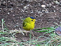 MCS145 Cardellina pusilla.JPG