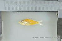 SGQ3297 Eucinostomus currani.jpg