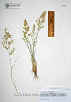 DZAJ1185 Eragrostis cilianensis.JPG