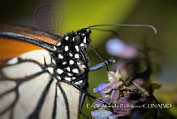 EAR007 Danaus plexippus.jpg