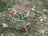 CAR 0031 Ferocactus latispinus.jpg