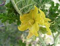 JF140 0271 Solanum rostratum.jpg