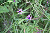 proy JF091 0451 Sisyrinchium scabrum.JPG