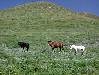 GECI0092 Equus caballus.jpg