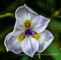 LCF0187 Iris sp..jpg