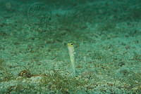 IDG1686 Opistognathus aurifrons.jpg