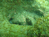 VDLCF0833 Gymnothorax miliaris.jpg