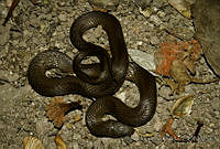EGP0112 Coniophanes alvarezi.jpg