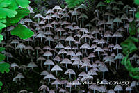 MN6PyH0047 Coprinellus disseminatus.jpg