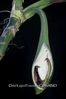 Zongo 2114 Syngonium neglectum.jpg