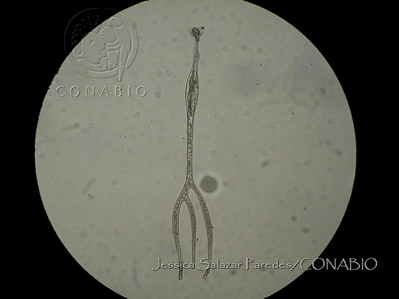 JSP005%20Amphisolenia%20thrinax.JPG.jCfE44r0MYcxB3lhQA3g0JtbmFja29CbnFuZ3NAbXJ6LGtwZwA.eEgjFlLdPD