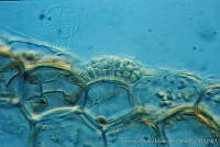 UNAMGAMZ-38 Hydrococcus rivularis.jpg