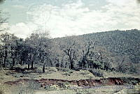 4163 Quercus obtusata.jpg