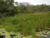 JVB0004 Sagittaria lancifolia.jpg