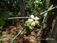 MRG-2017-294 Randia echinocarpa (MRG-7jul-17-a).JPG
