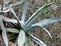 OTV0293 Agave applanata.jpg
