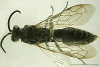 AGDE019-298 Krombeinia tegularis.jpg