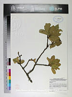 JAdNV0379 Quercus laeta.JPG