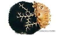 NE018 1016 Eudendrium sp..jpg