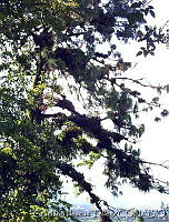 GIT0043 Pinus sp..jpg