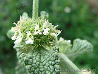 OTV4449 Marrubium vulgare.jpg