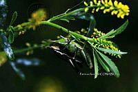 PA 0010 Sphenarium purpurascens.jpg