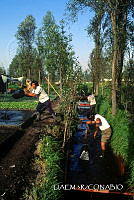 3R 01302 Vertiendo lodos extraídos del lecho en la chinampa.jpg