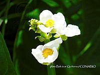 ZG007 0226 Sagittaria macrophylla.jpg