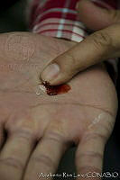 ARL00170 Dactylopius coccus.jpg