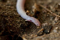 IDG0706 Bipes biporus.jpg