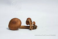ZAPF 0671 Armillaria aff. mellea.jpg
