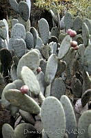 DK2072 Opuntia sp..jpg