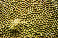 MN6PG0063 Textura de Orbicella Faveolata.jpg
