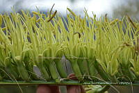 RG019 0202 Agave connvallis.jpg