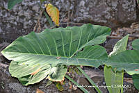 RRR0965 Xanthosoma robustum.jpg