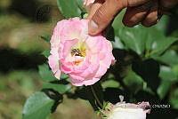 SG002 0112 Rosa gallica.jpg