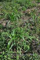 SG019 0396 Zea mays.jpg