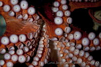 CNS1306 Enteroctopus dofleini.jpg